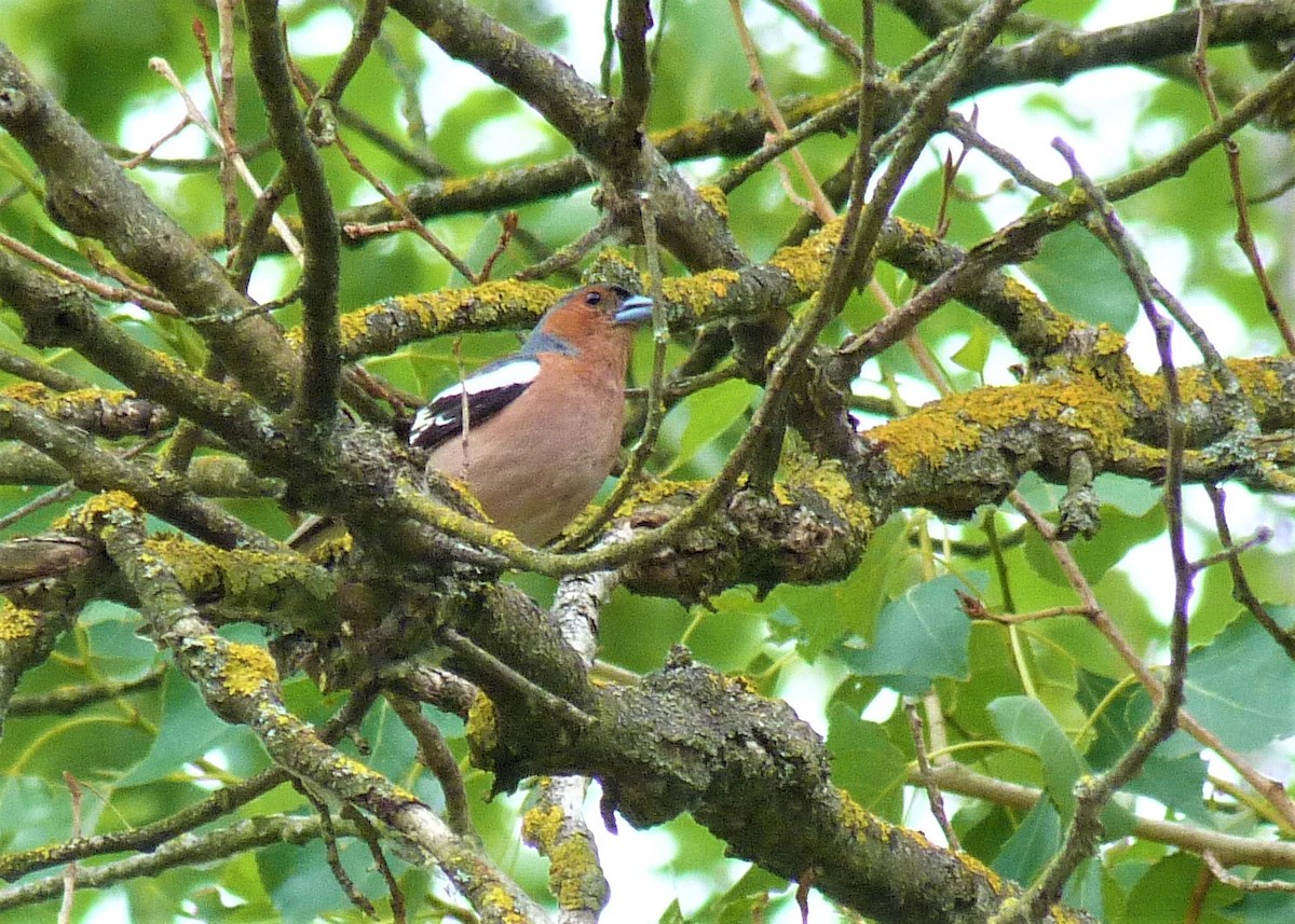 Common Chaffinch - ML598949891