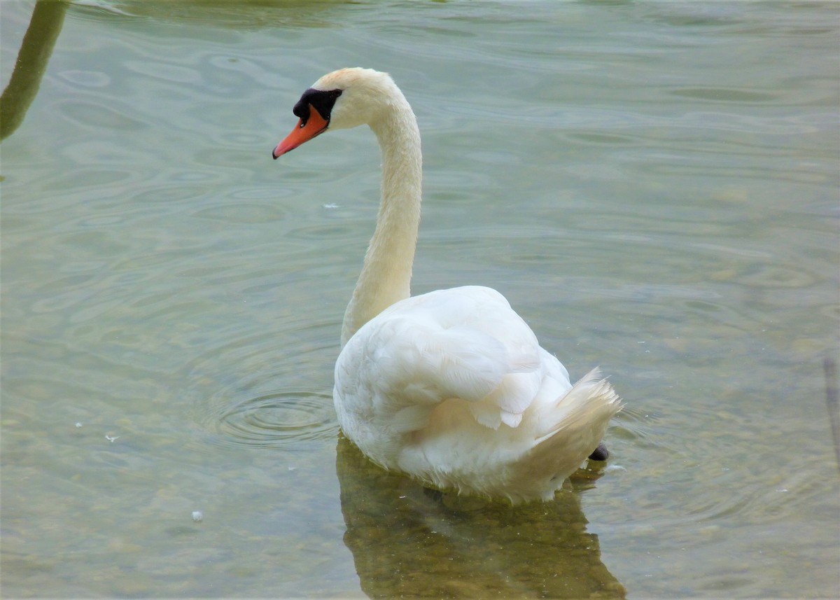 Mute Swan - ML598949941