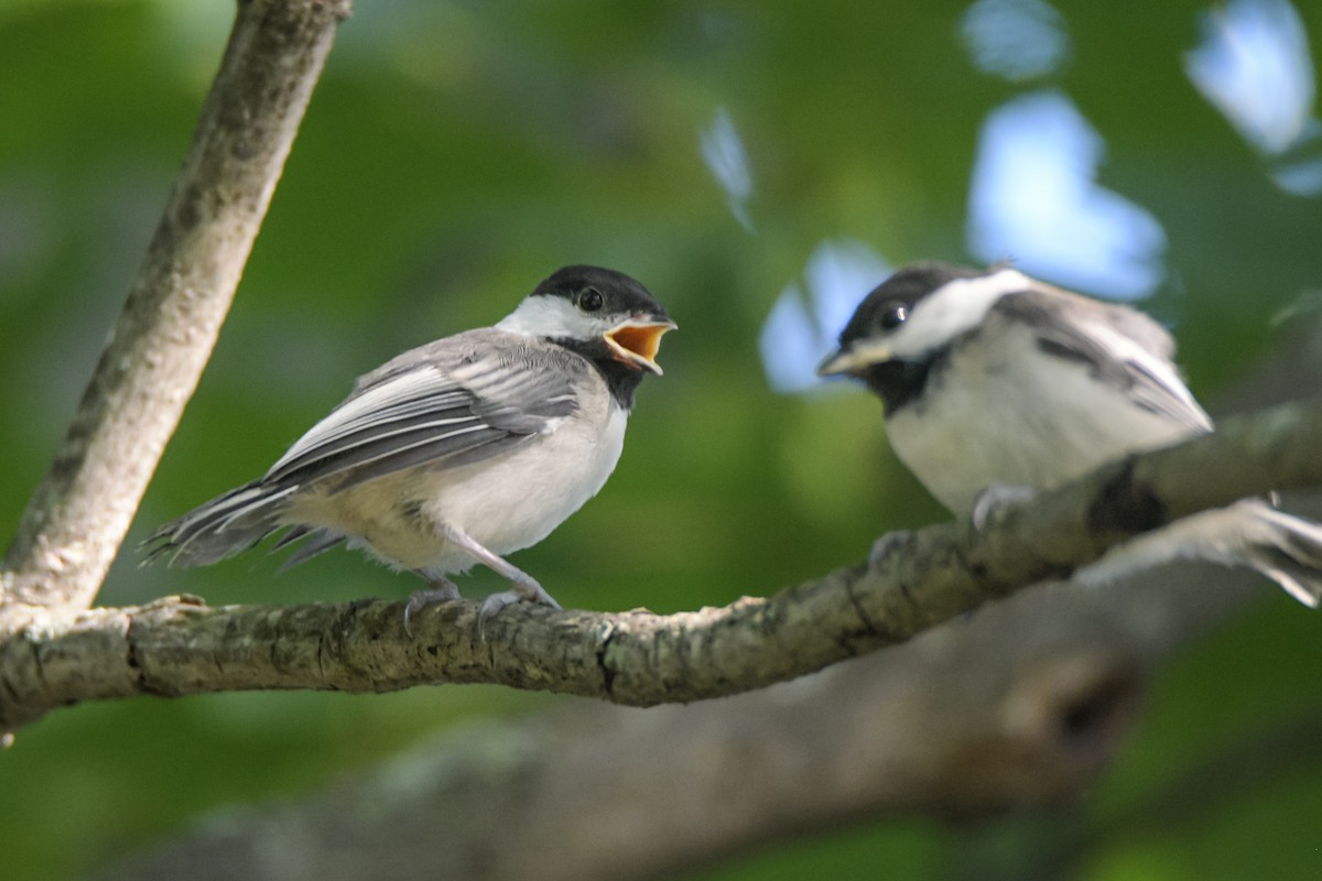 Mésange à tête noire - ML598950381