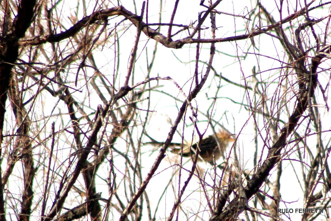 Guira Cuckoo - ML598951761