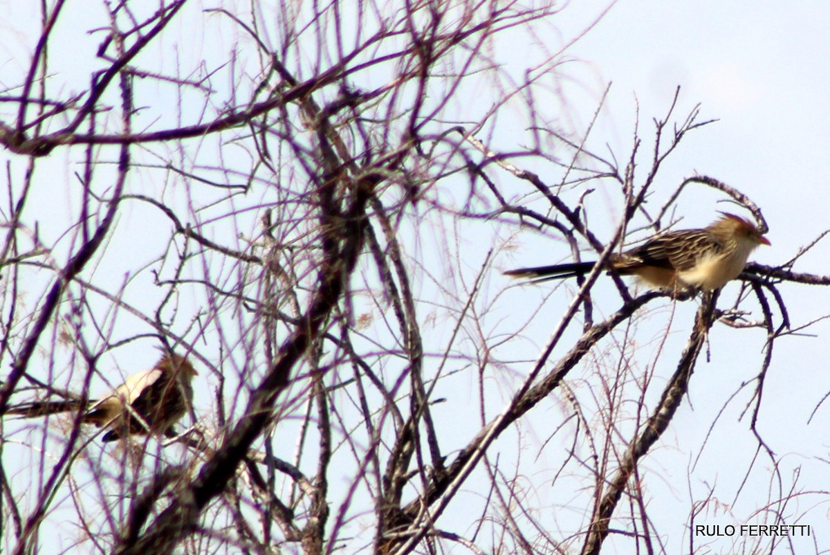 Guira Cuckoo - ML598951791