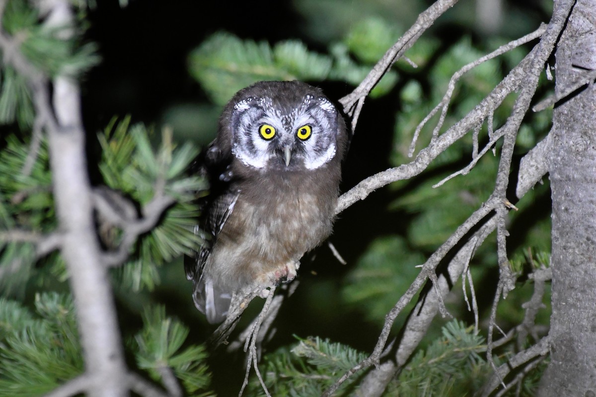 Boreal Owl - ML598952131