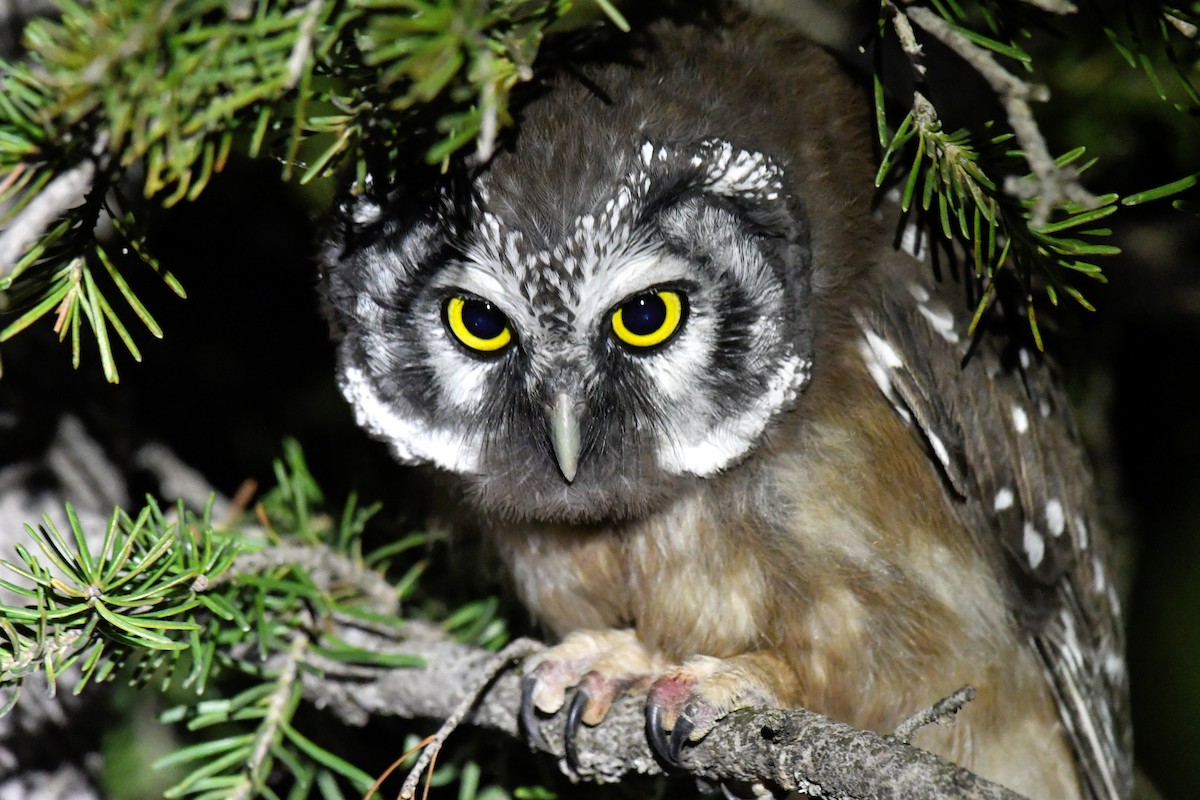 Boreal Owl - ML598952141