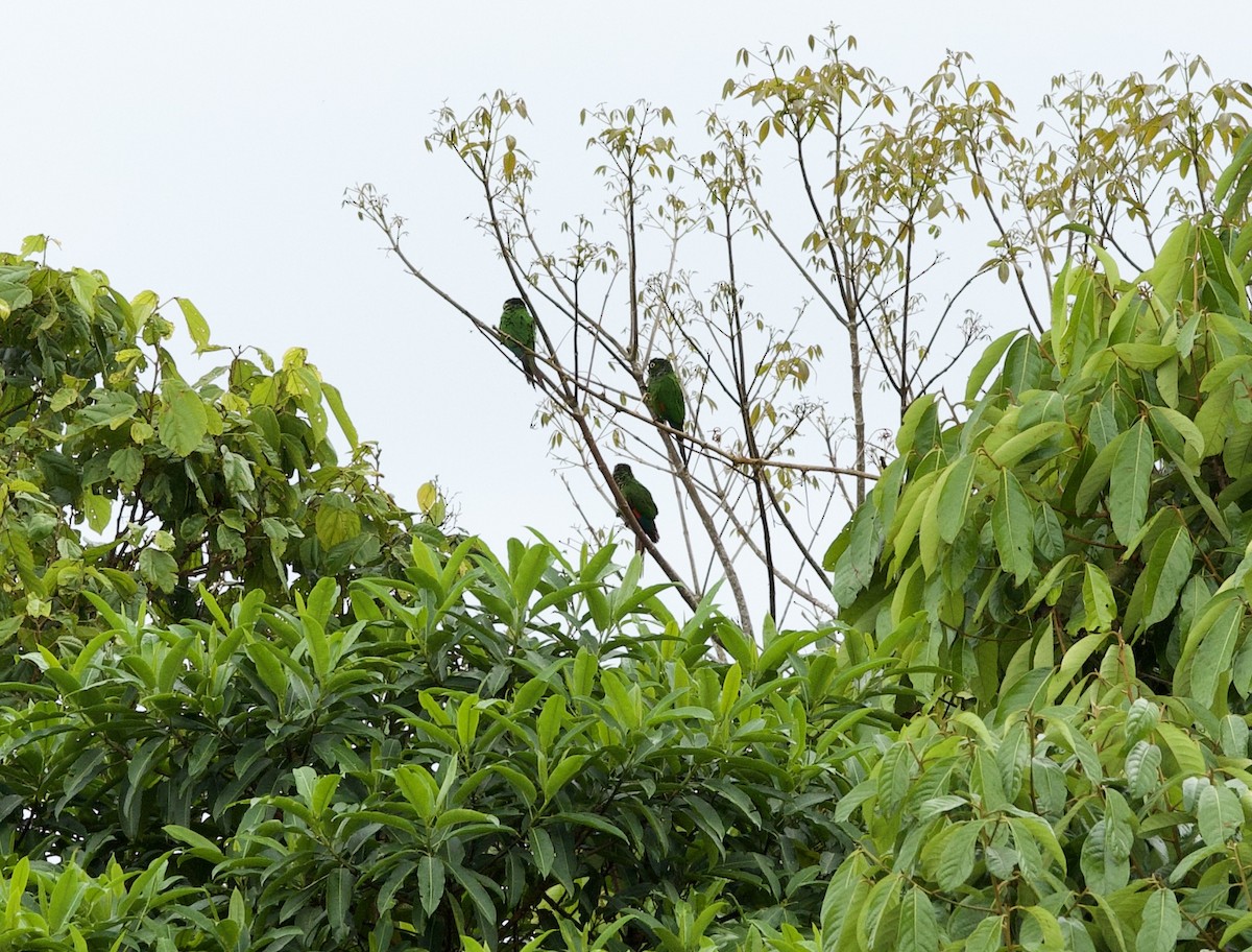 Maroon-tailed Parakeet - ML598952251
