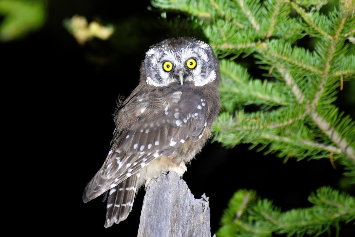 Boreal Owl - ML598952601