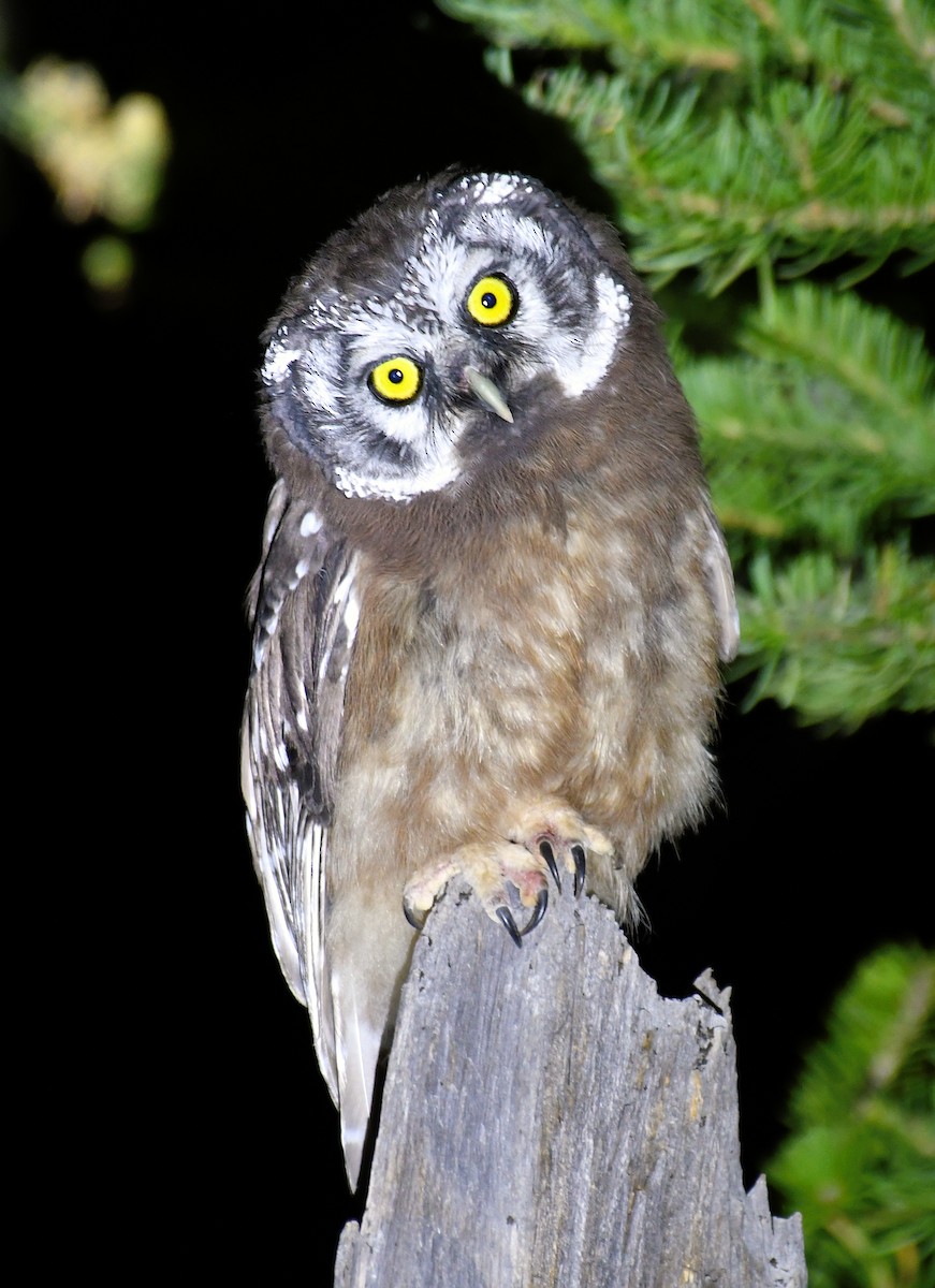 Boreal Owl - ML598952631