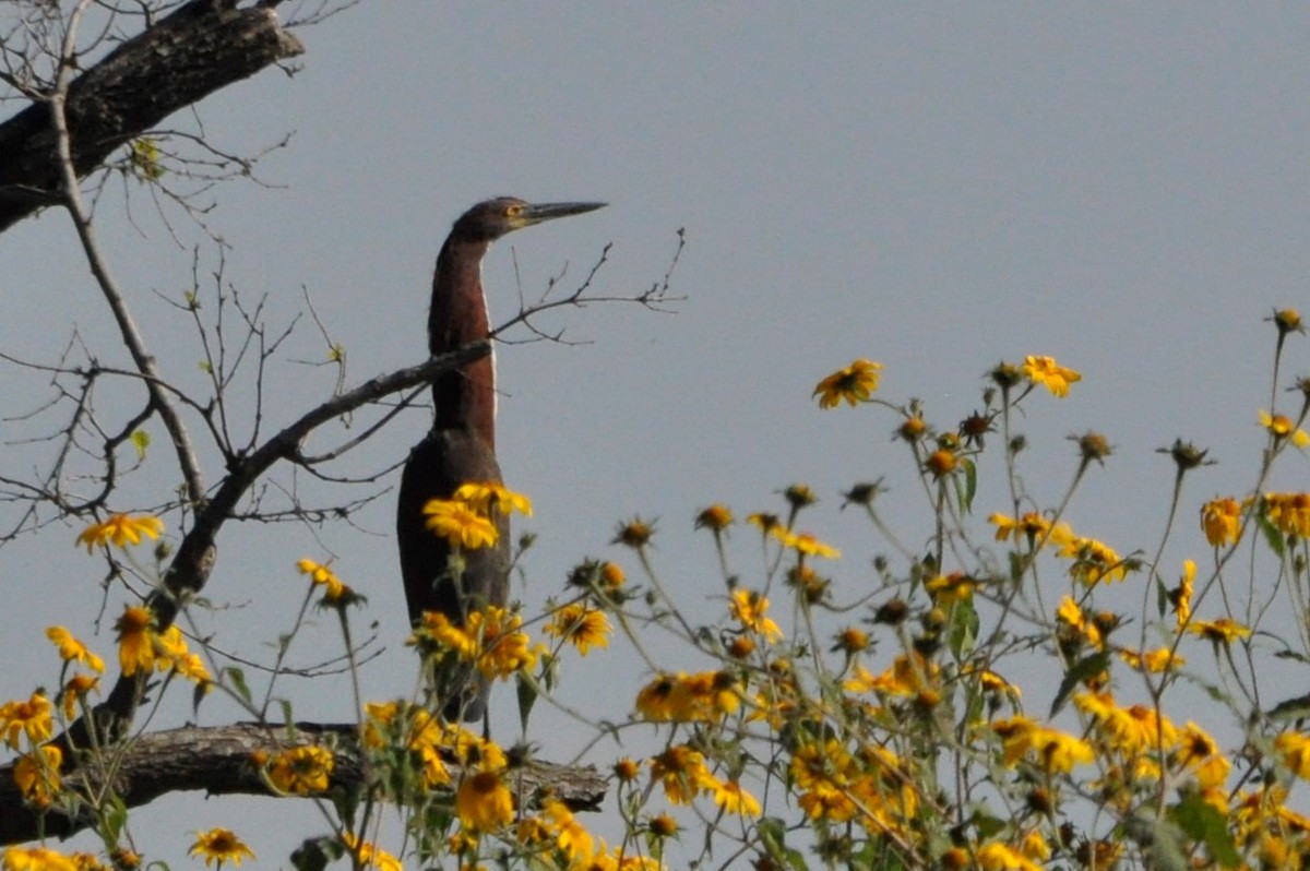 Rufescent Tiger-Heron - ML598954871