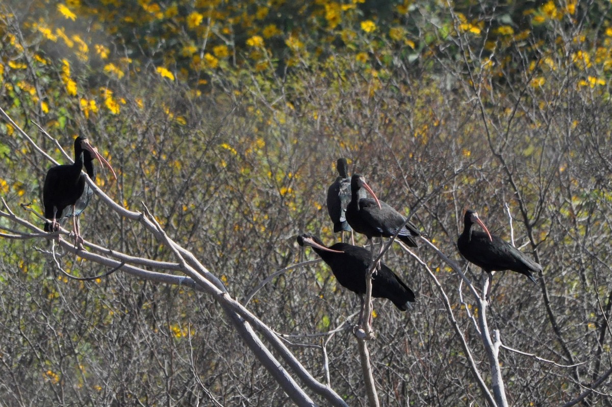 Bare-faced Ibis - ML598954921