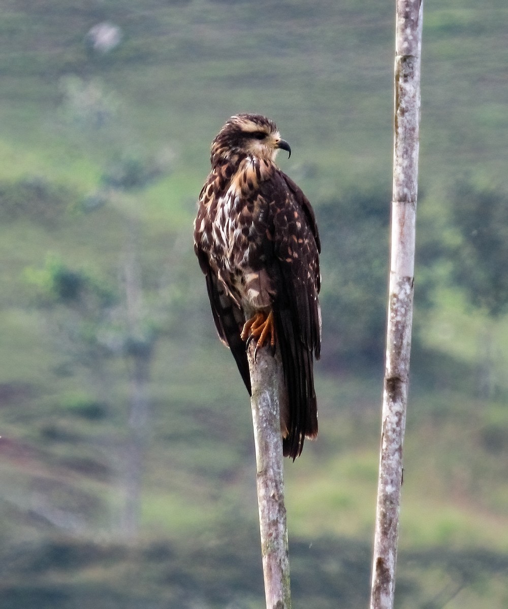 Schneckenbussard - ML598955821