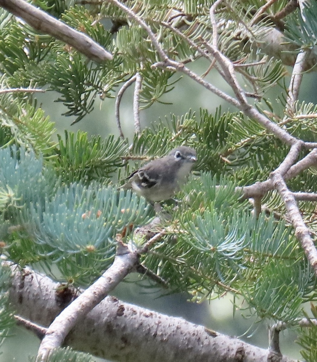 Kurşuni Vireo (plumbeus/gravis) - ML598955861