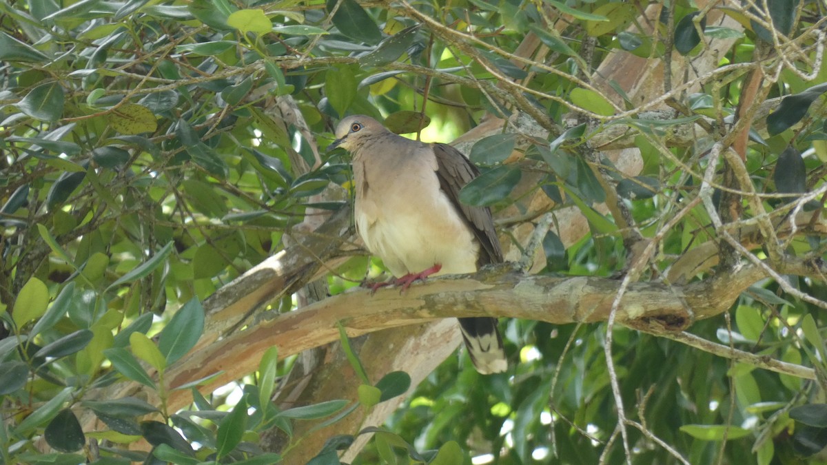 White-tipped Dove - ML598957861