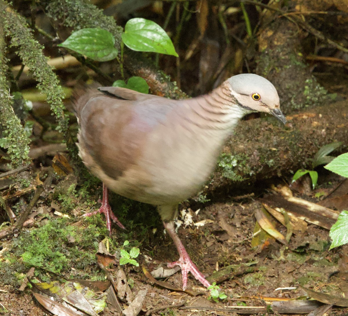 White-throated Quail-Dove - ML598958181