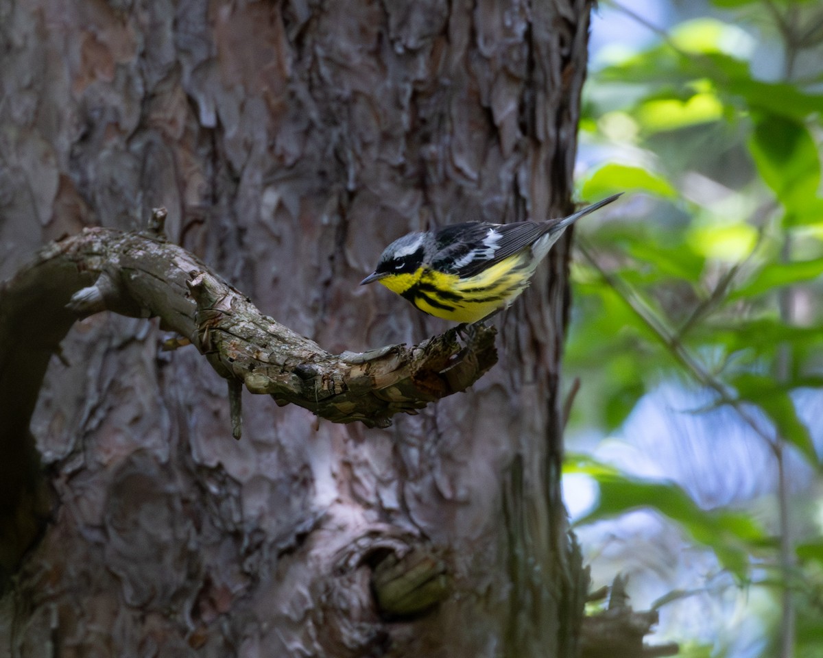 Magnolia Warbler - ML598958701