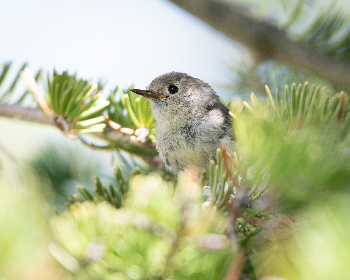 Ruby-crowned/Golden-crowned Kinglet - ML598958731