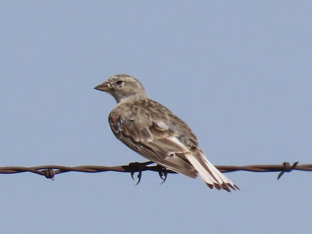 Thick-billed Longspur - ML598958911