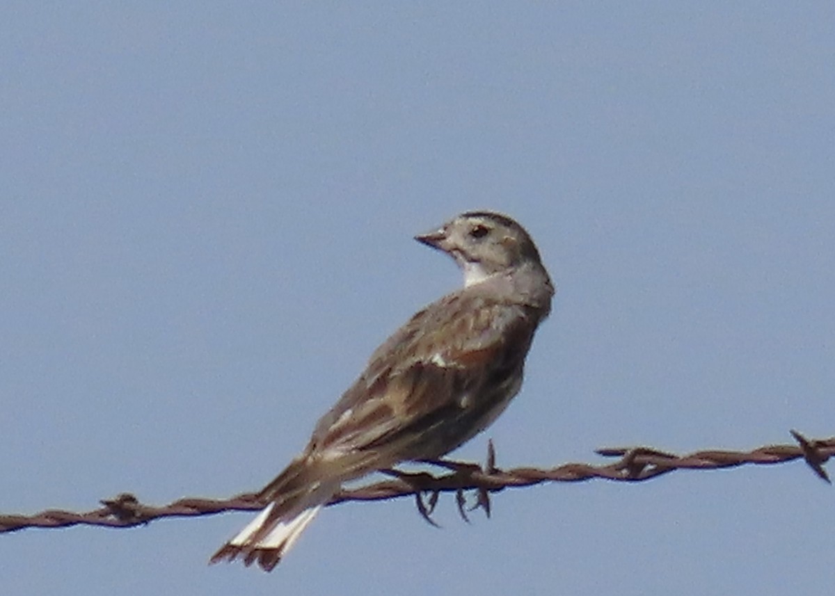 Thick-billed Longspur - ML598958921