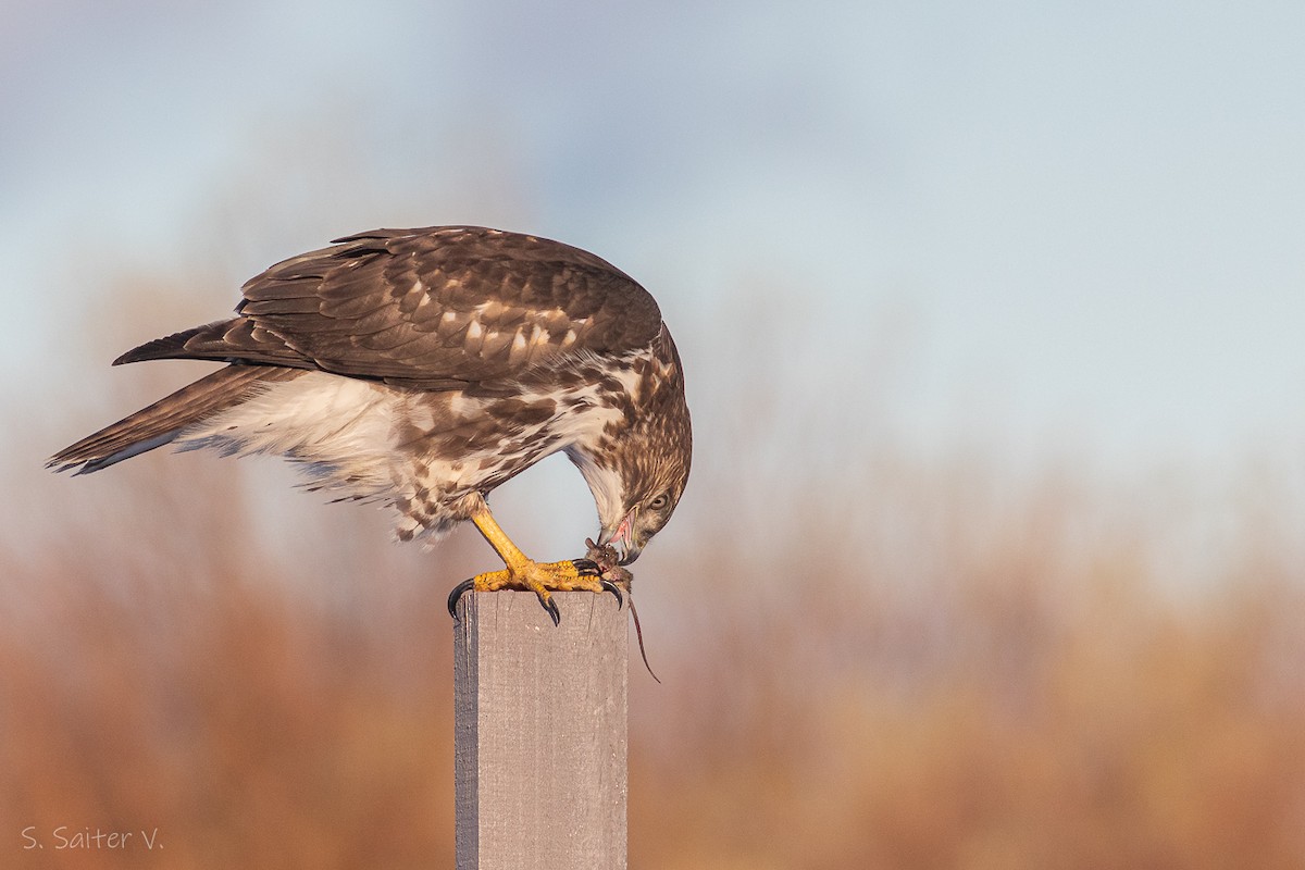 Rufous-tailed Hawk - ML598959371