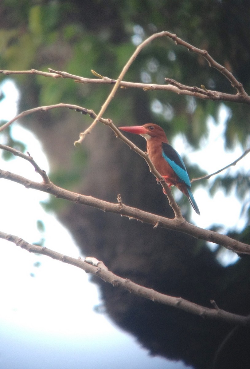 Brown-breasted Kingfisher - ML59895961