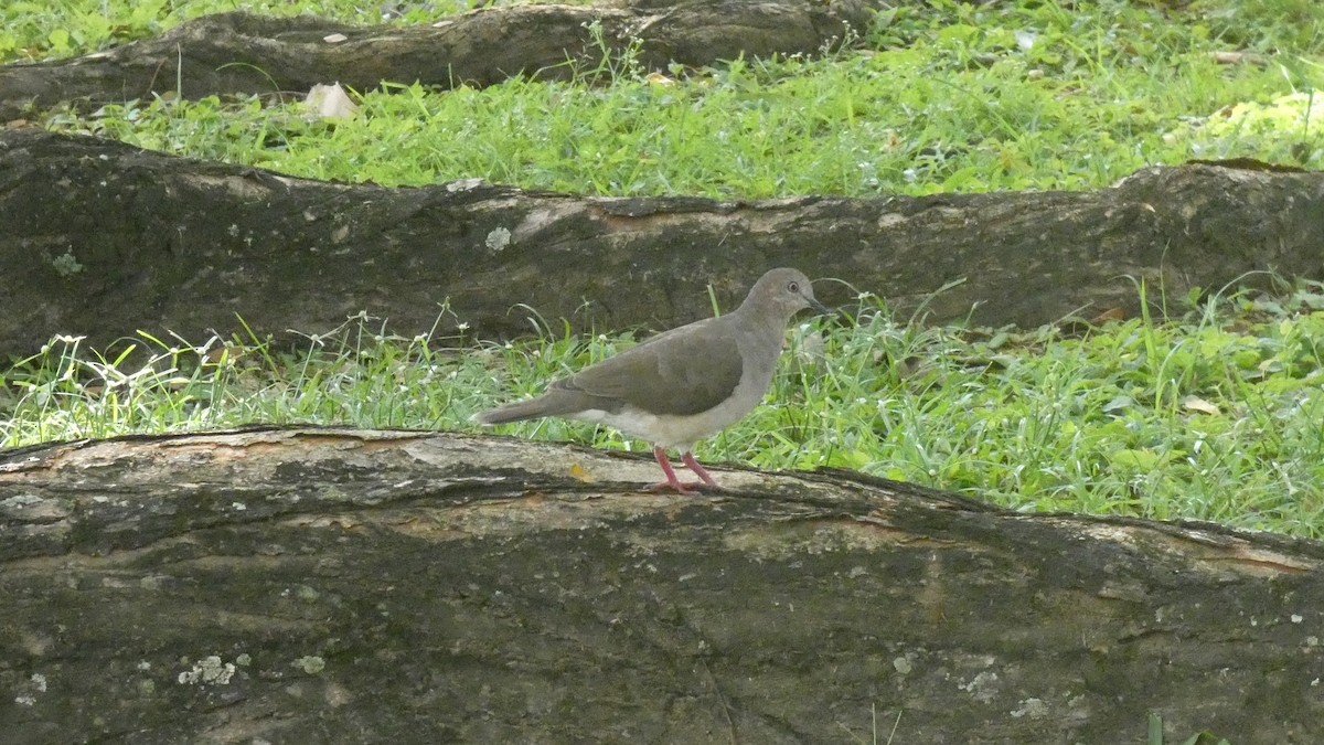 White-tipped Dove - ML598959911