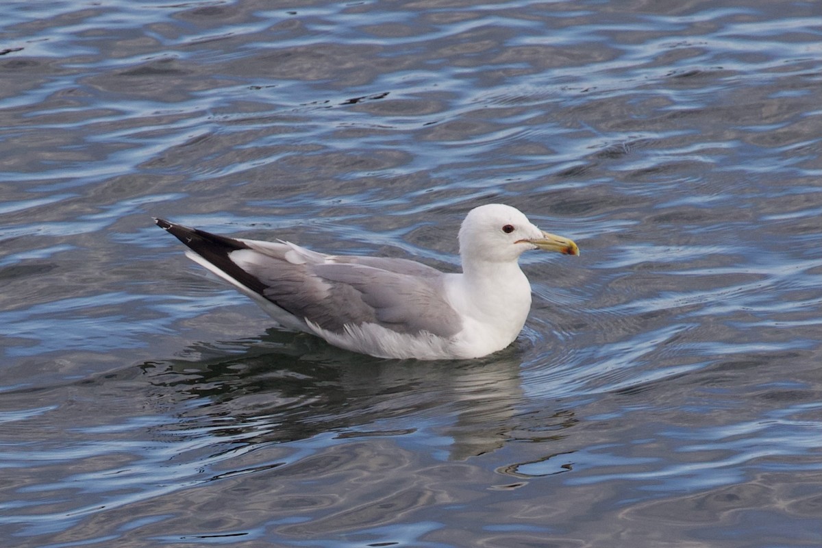 California Gull - ML598960701