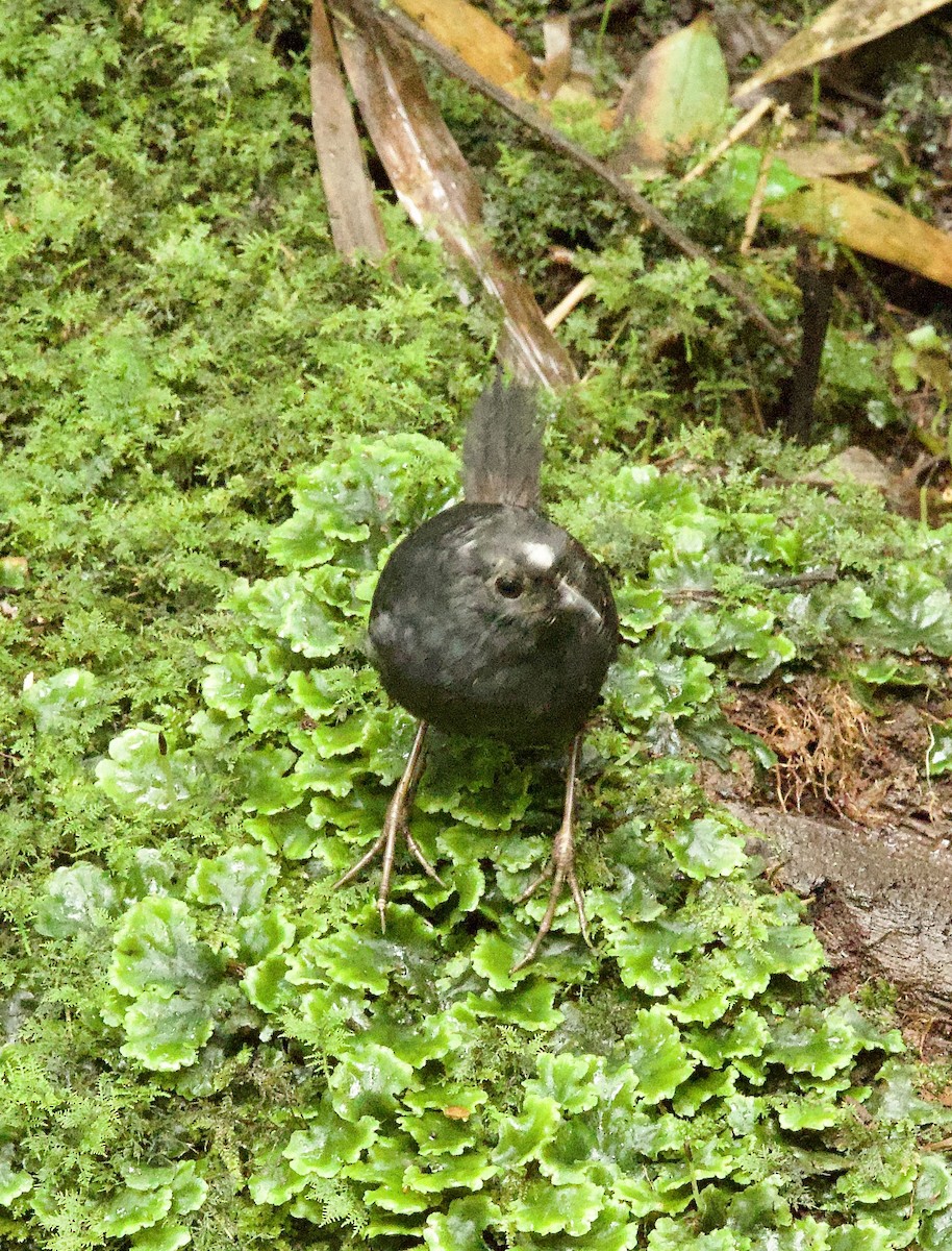 White-crowned Tapaculo - Bonnie de Grood