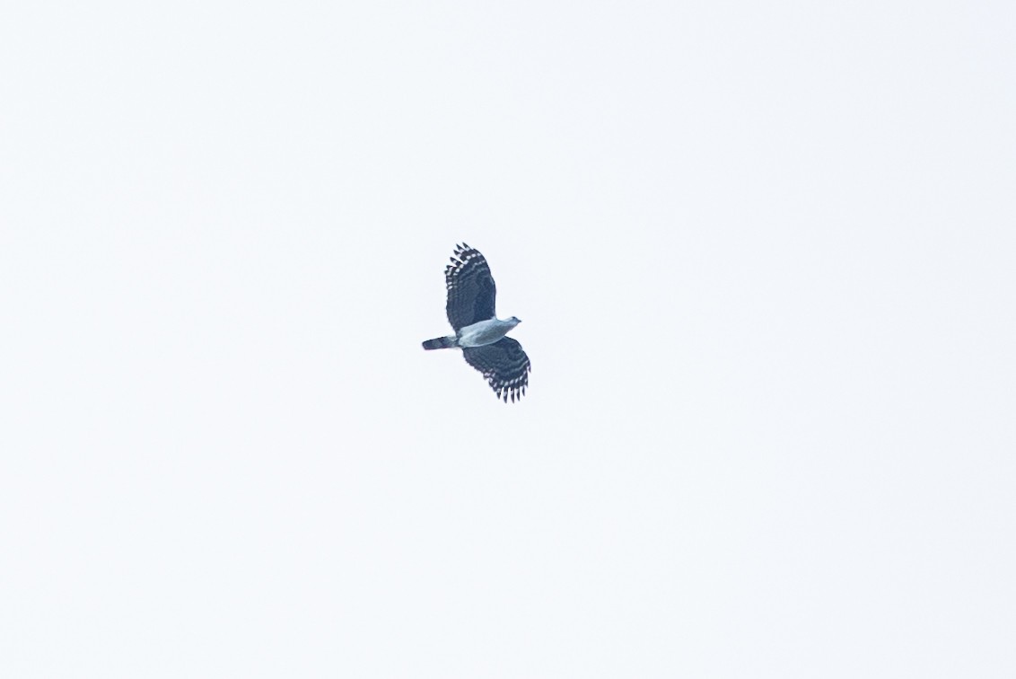 Gray-headed Kite - Tom Feild