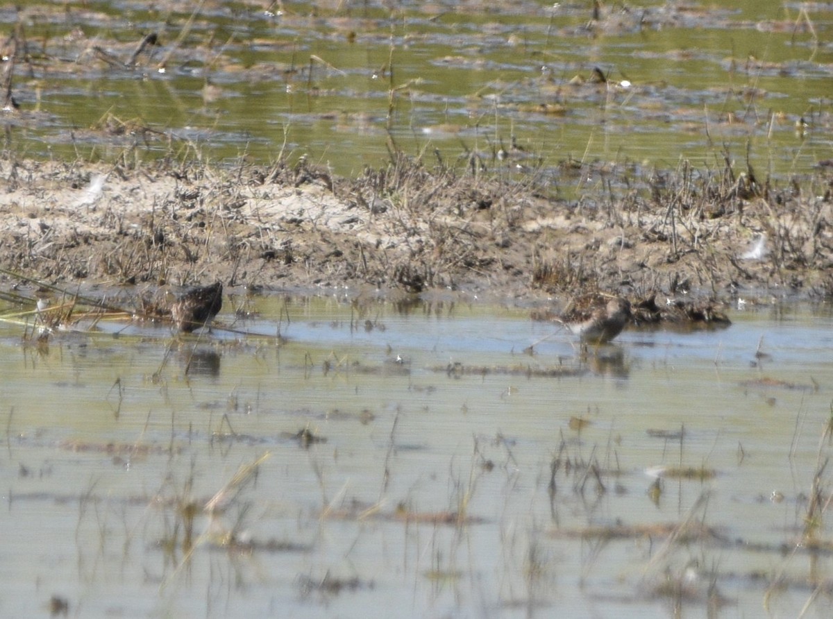 pygmésnipe - ML598961911