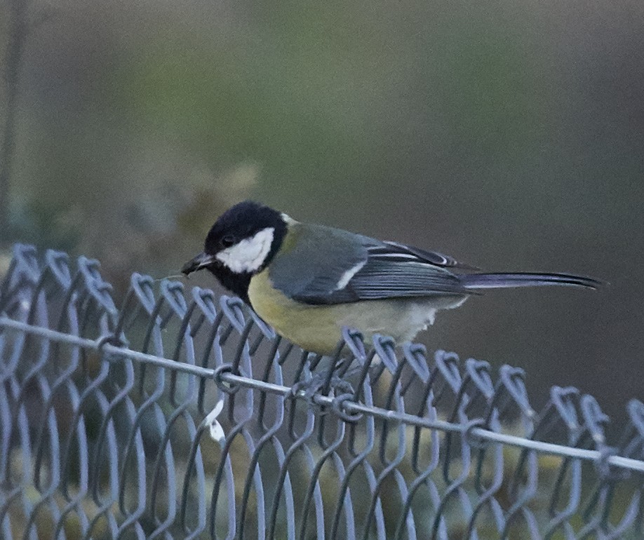 Great Tit - ML59896201