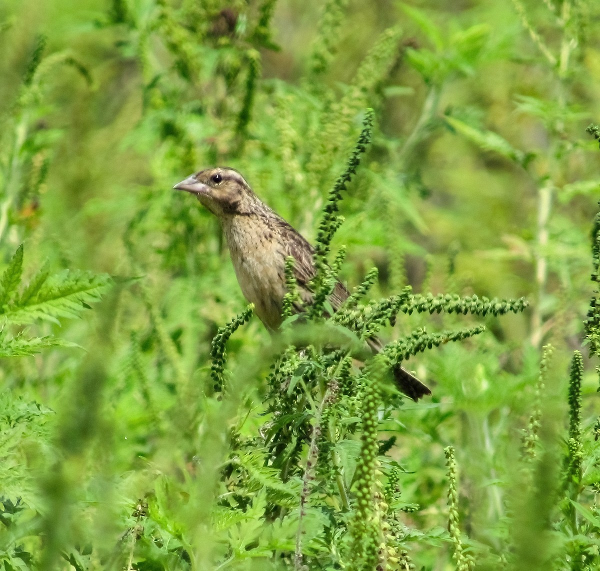 Red-breasted Meadowlark - ML598963301
