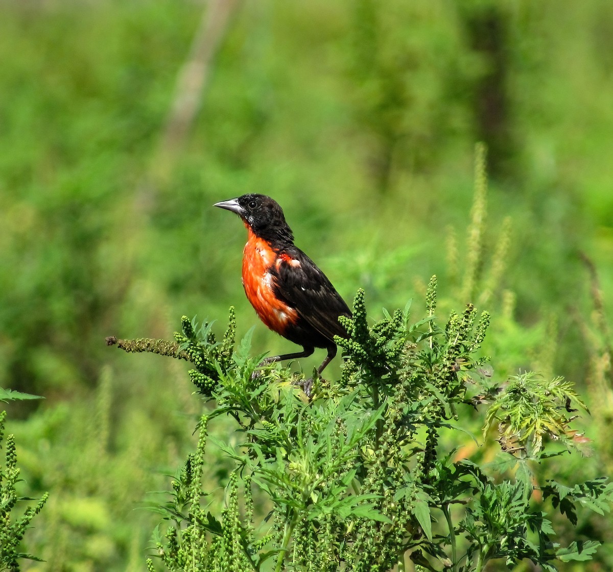 Red-breasted Meadowlark - Luisa Ramírez Viveros