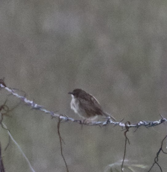 European Stonechat - ML59896421