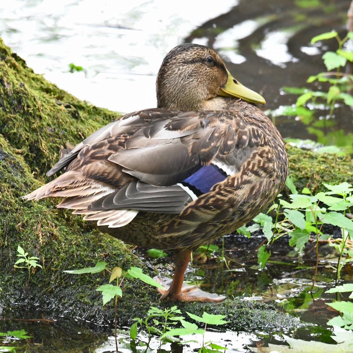 Mallard - ML598965141