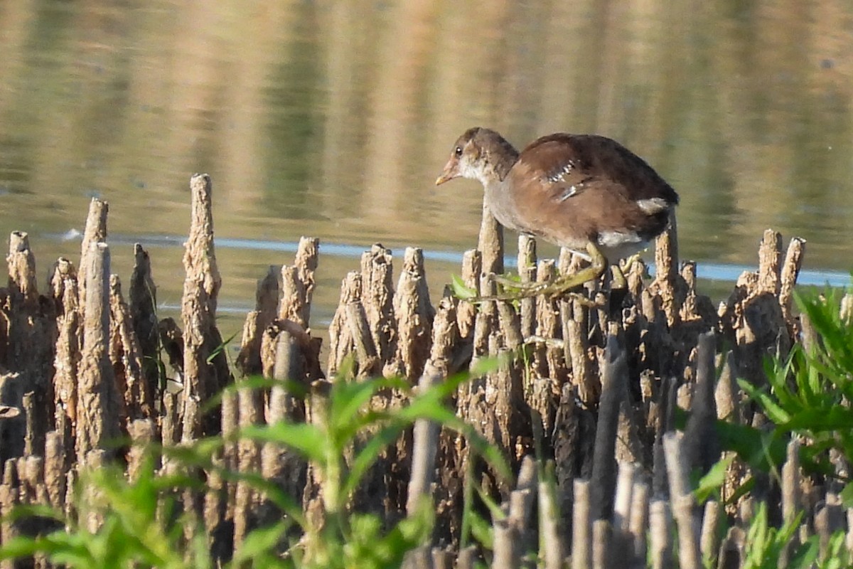 Common Gallinule - ML598965421