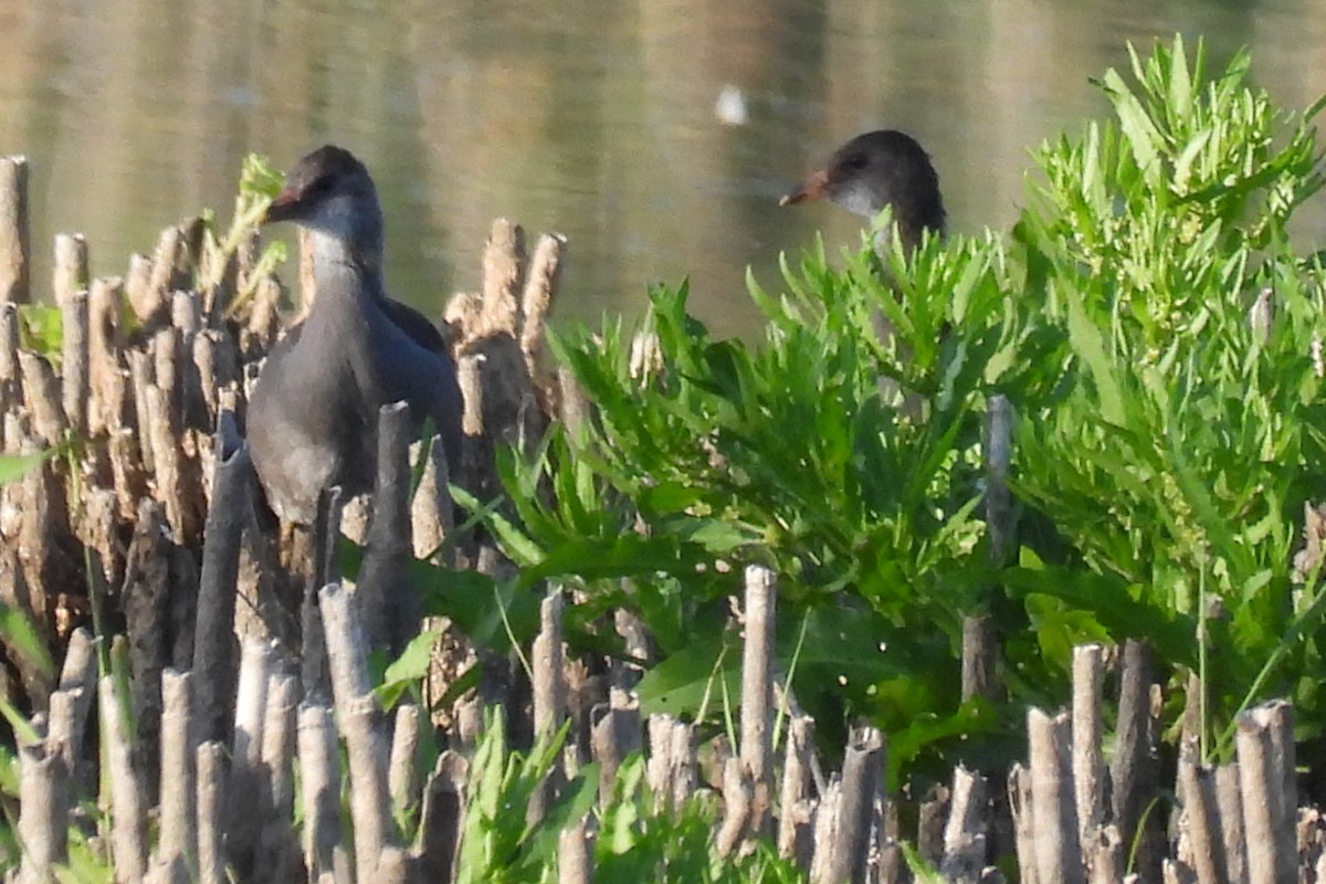 Common Gallinule - ML598965471