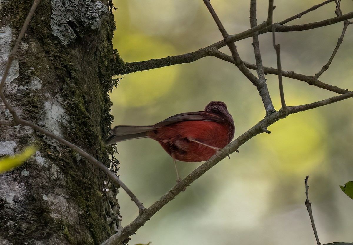 Pink-headed Warbler - ML598965821