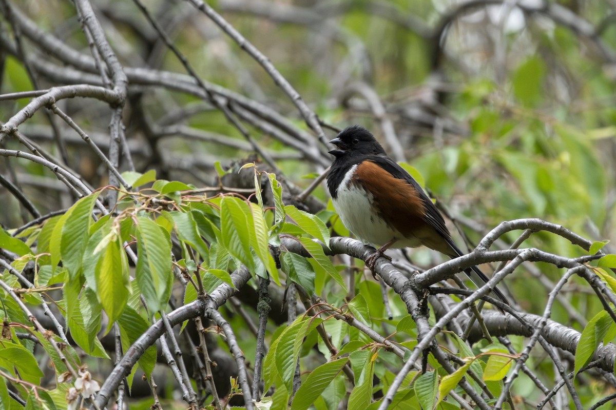 Eastern Towhee - ML598966081