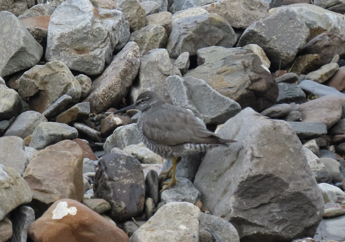 Wandering Tattler - ML598966301