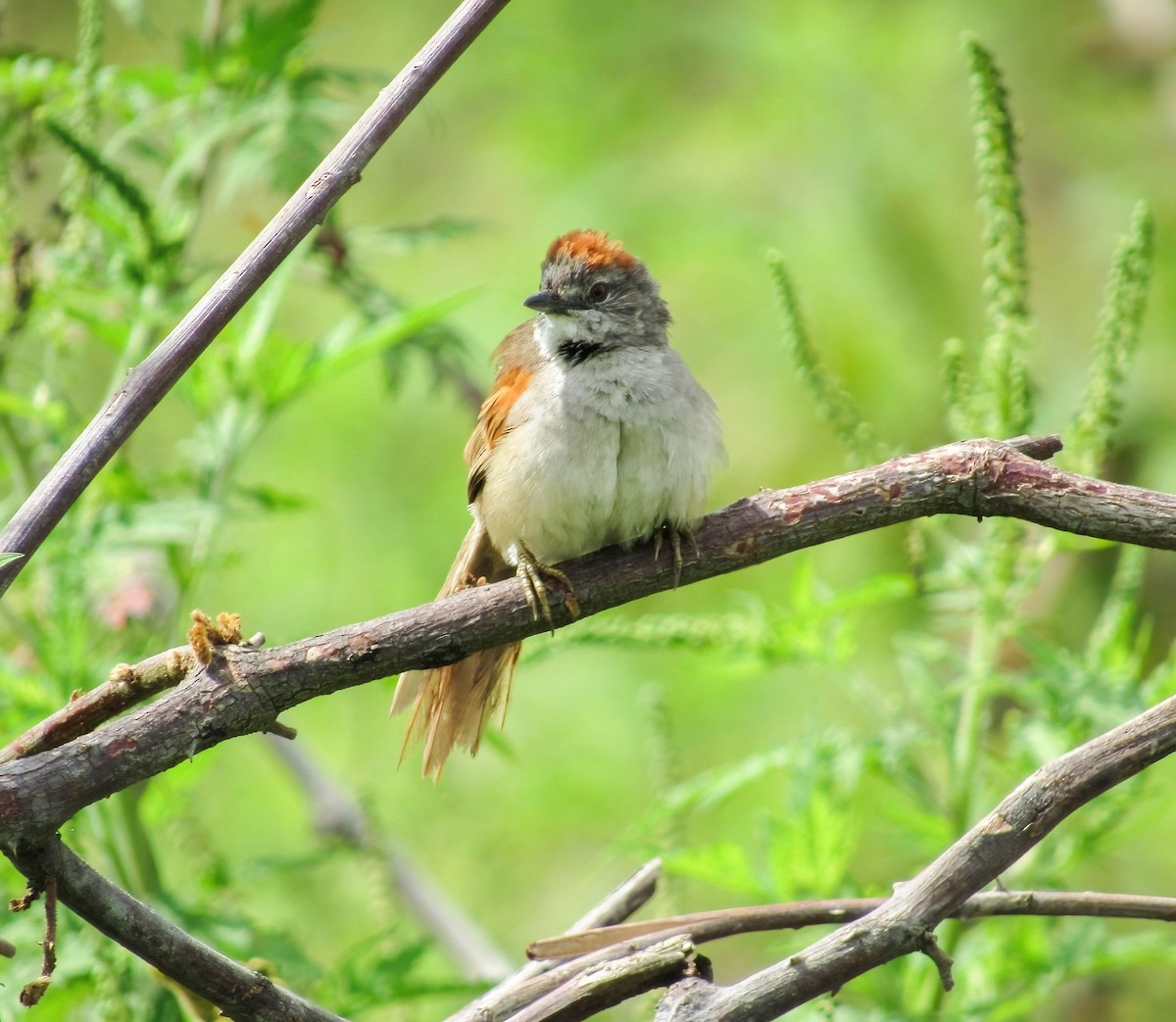 Pale-breasted Spinetail - ML598966761