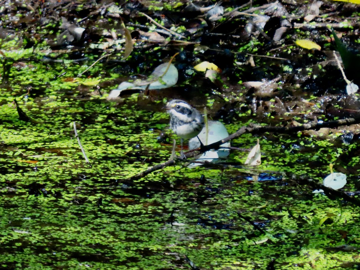 Black-throated Gray Warbler - ML598967061