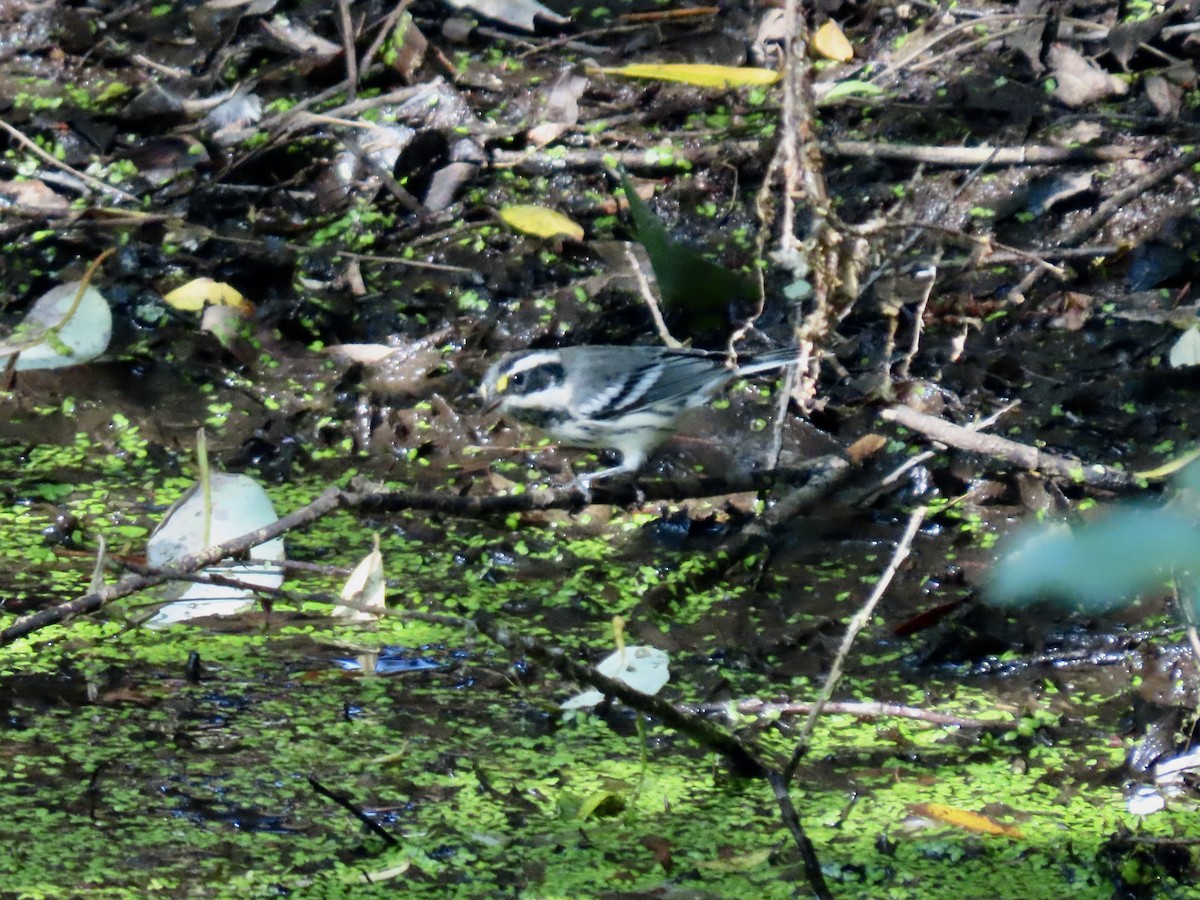Black-throated Gray Warbler - George Gerdts