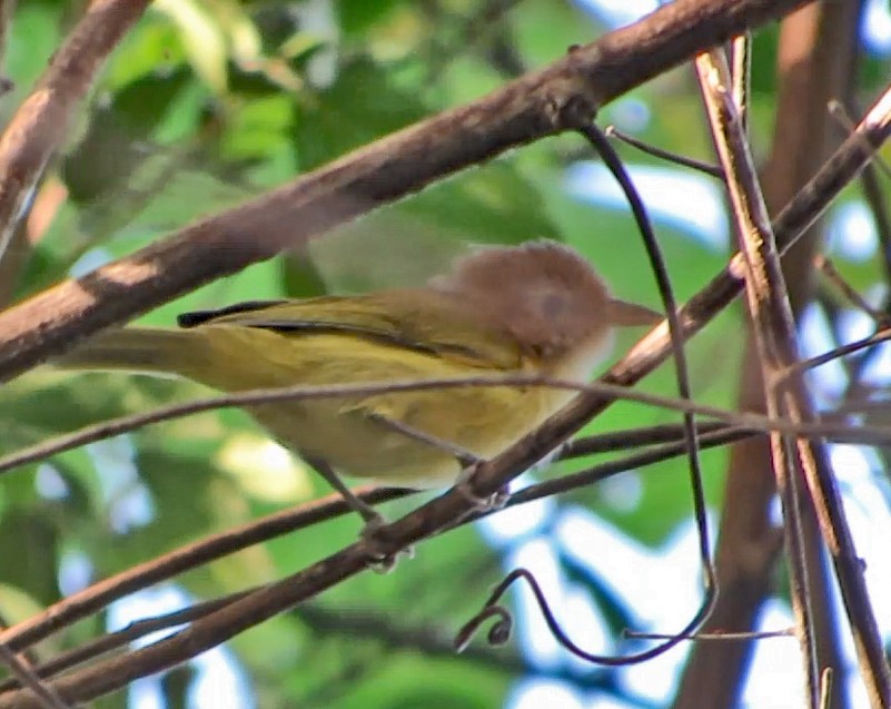 Golden-fronted Greenlet - ML598968951