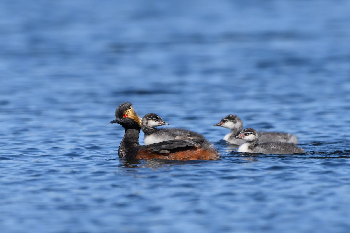 Eared Grebe - ML598969331