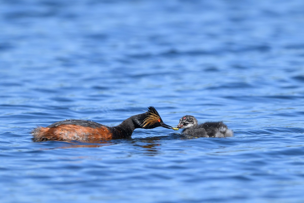 Eared Grebe - ML598969341