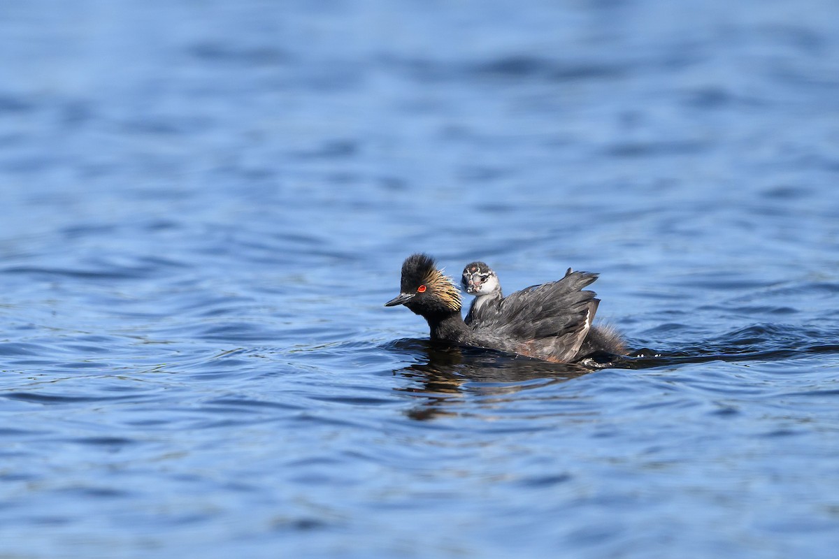 Eared Grebe - Amy Hudechek