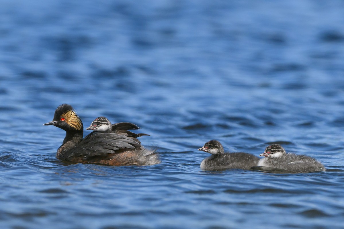 Eared Grebe - ML598969361