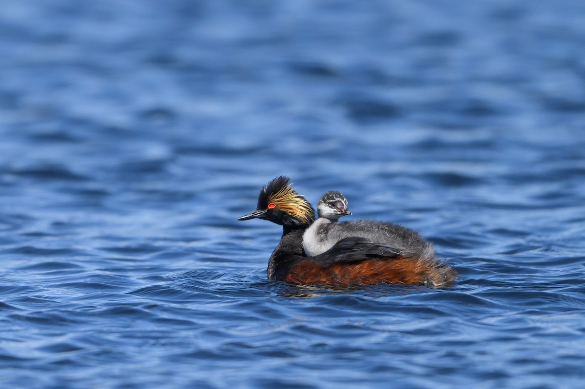 Eared Grebe - ML598969371