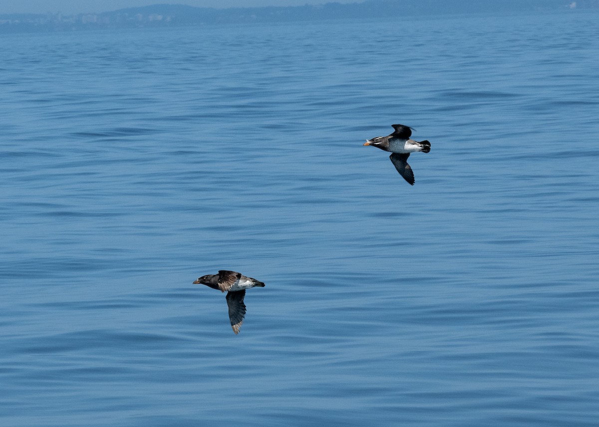 Rhinoceros Auklet - ML598969631