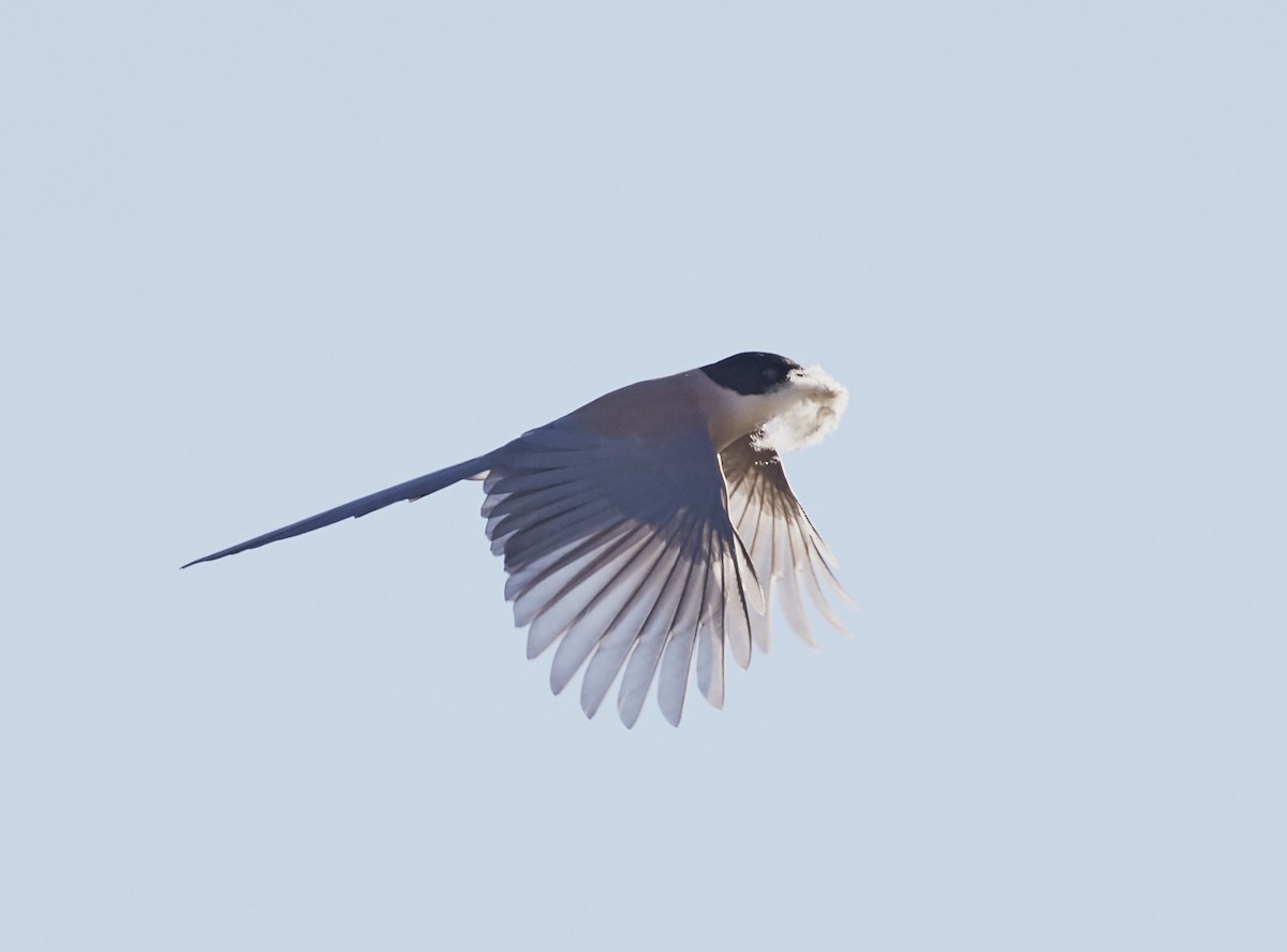 Iberian Magpie - ML59896971