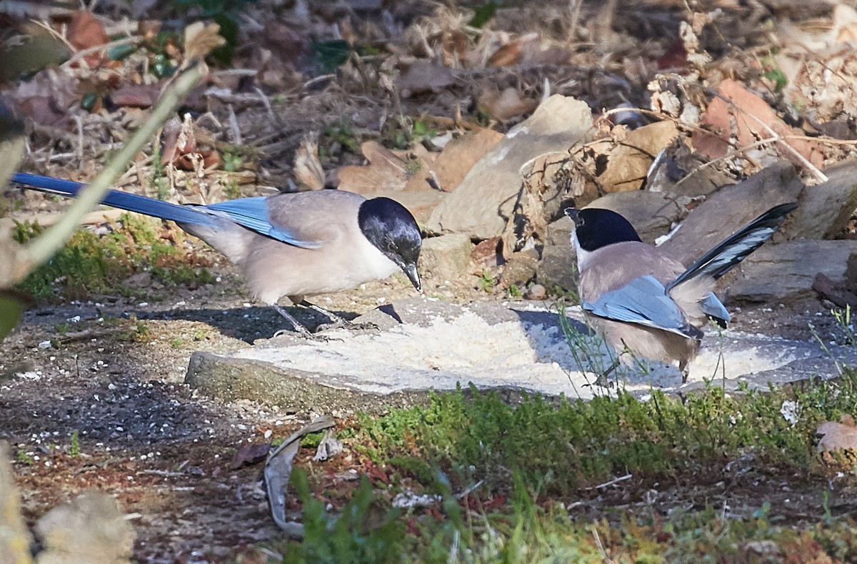 Iberian Magpie - ML59897001