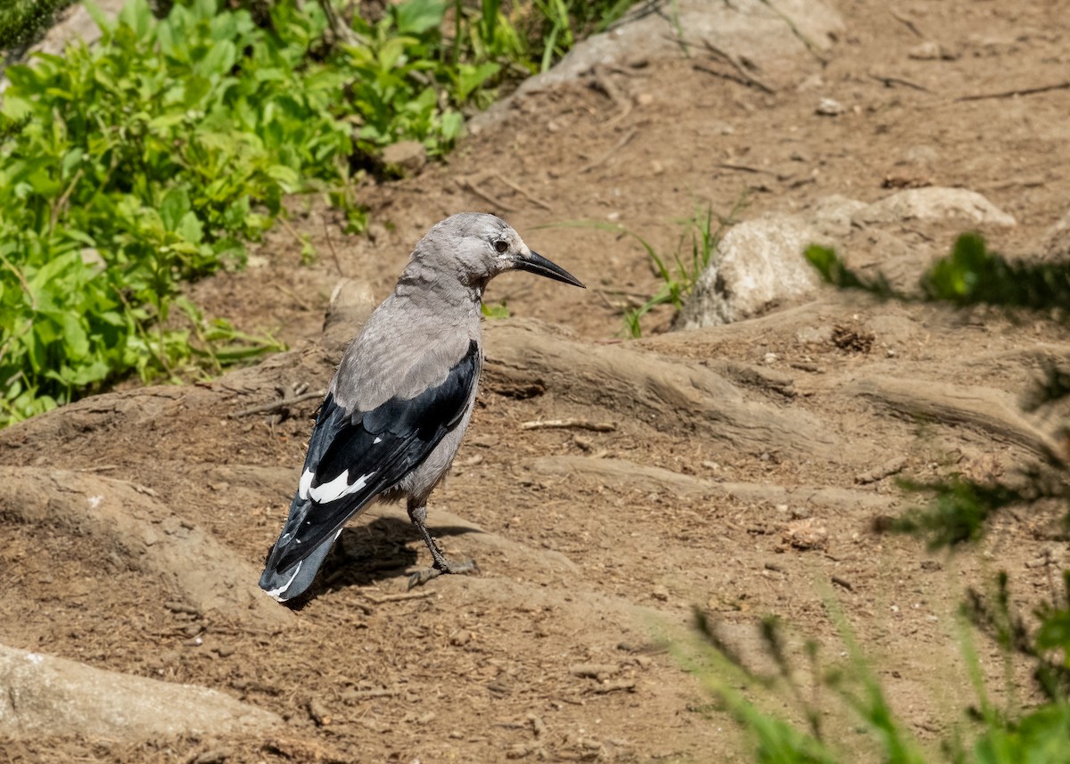 konglekråke - ML598970151